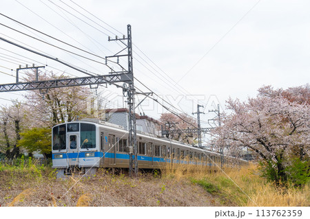 桜と小田急　1000形 2024　 113762359