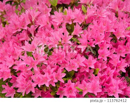満開のツツジの花 満開のツツジの花 113762412