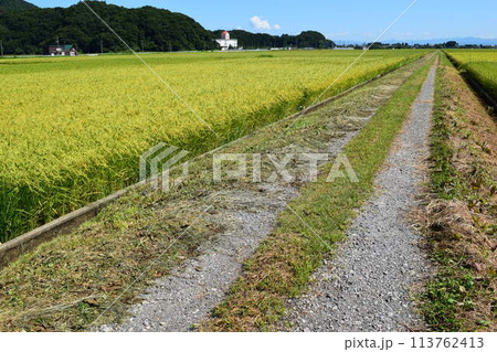 農道と田園風景 山形県庄内 113762413