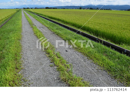 農道と田園風景 山形県庄内 農道と田園風景 山形県庄内 113762414