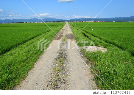農道と田園風景 山形県庄内 農道と田園風景 山形県庄内 113762415