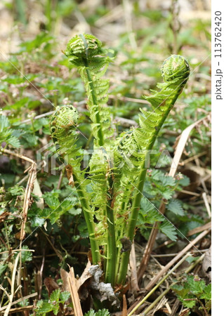 春の山菜、コゴミ 春の山菜、コゴミ 113762420