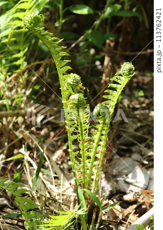 春の山菜、コゴミ 113762421