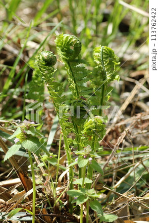 春の山菜、コゴミ 113762422