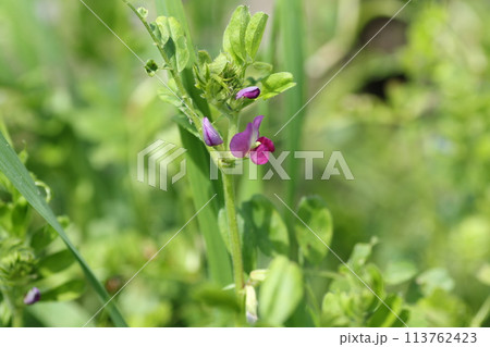 野原に咲く小さな紫の花、カラスノエンドウ 113762423