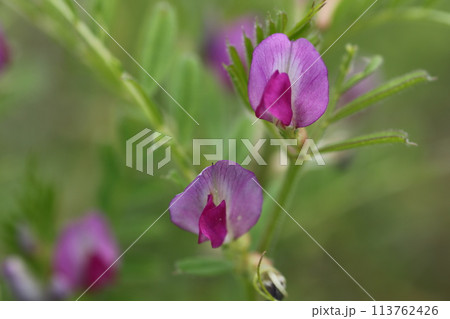 野原に咲く小さな紫の花、カラスノエンドウ 113762426