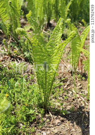 大きくなって葉が茂りだした、春の山菜、コゴミ 113762439