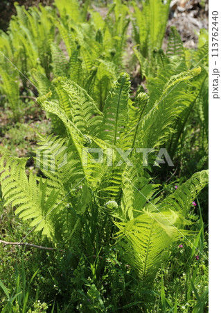 大きくなって葉が茂りだした、春の山菜、コゴミ 大きくなって葉が茂りだした、春の山菜、コゴミ 113762440