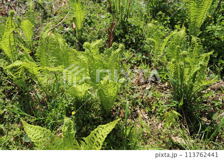 大きくなって葉が茂りだした、春の山菜、コゴミ 113762441