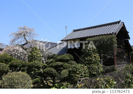 古い農家の蔵と桜 古い農家の蔵と桜 113762473