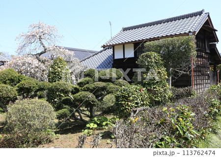 古い農家の蔵と桜 古い農家の蔵と桜 113762474