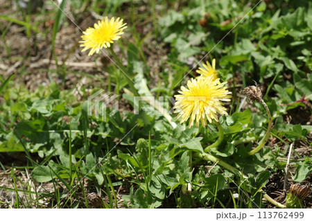 道端に生える、日本在来のタンポポ、カントウタンポポ 道端に生える、日本在来のタンポポ、カントウタンポポ 113762499