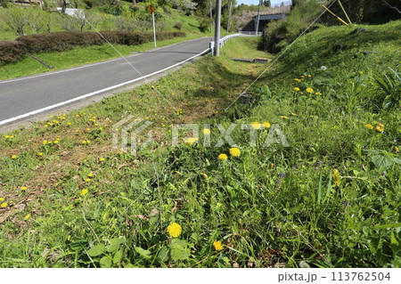 道端に生える、日本在来のタンポポ、カントウタンポポ 道端に生える、日本在来のタンポポ、カントウタンポポ 113762504