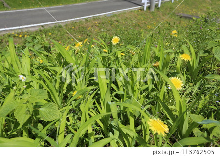 道端に生える、日本在来のタンポポ、カントウタンポポ 113762505
