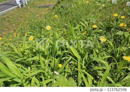 道端に生える、日本在来のタンポポ、カントウタンポポ 113762506