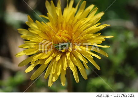 カントウタンポポの花の上の、ヤブキリの幼虫 カントウタンポポの花の上の、ヤブキリの幼虫 113762522