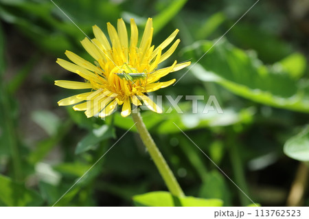 カントウタンポポの花の上の、ヤブキリの幼虫 113762523