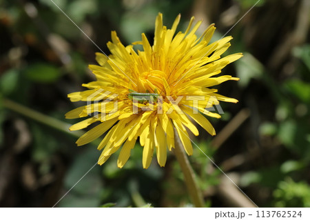 カントウタンポポの花の上の、ヤブキリの幼虫 113762524