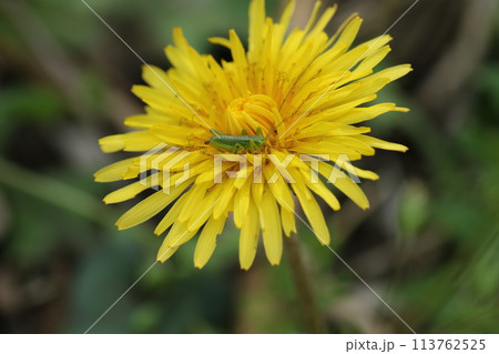 カントウタンポポの花の上の、ヤブキリの幼虫 113762525