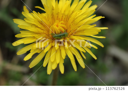 カントウタンポポの花の上の、ヤブキリの幼虫 113762526