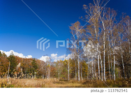 《秋の高原・美しい白樺林》【日和田高原】岐阜県高山市高根町 113762541