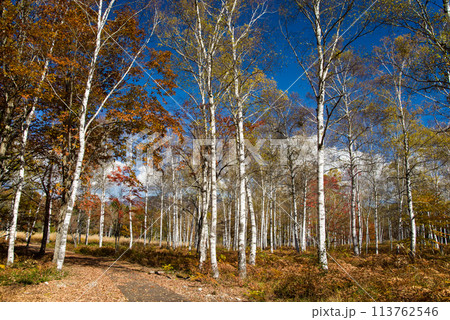 《秋の高原・美しい白樺林》【日和田高原】岐阜県高山市高根町 《秋の高原・美しい白樺林》【日和田高原】岐阜県高山市高根町 113762546