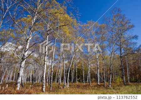 《秋の高原・美しい白樺林》【日和田高原】岐阜県高山市高根町 《秋の高原・美しい白樺林》【日和田高原】岐阜県高山市高根町 113762552