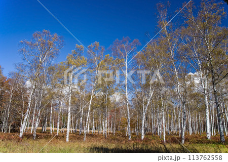 《秋の高原・美しい白樺林》【日和田高原】岐阜県高山市高根町 《秋の高原・美しい白樺林》【日和田高原】岐阜県高山市高根町 113762558