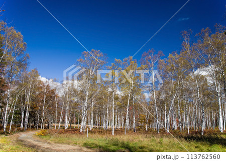 《秋の高原・美しい白樺林》【日和田高原】岐阜県高山市高根町 113762560