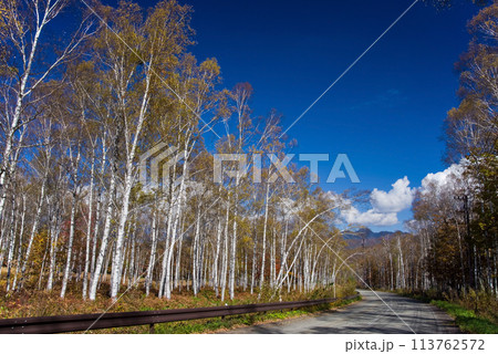 《秋の高原・美しい白樺林》【日和田高原】岐阜県高山市高根町 113762572