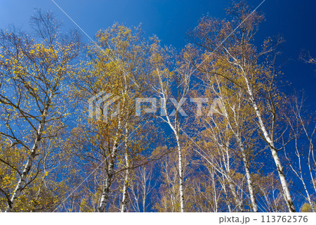 《秋の高原・美しい白樺林》【日和田高原】岐阜県高山市高根町 《秋の高原・美しい白樺林》【日和田高原】岐阜県高山市高根町 113762576