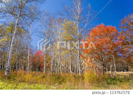 《秋の高原・美しい白樺林》【日和田高原】岐阜県高山市高根町 113762578
