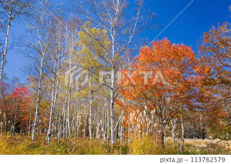 《秋の高原・美しい白樺林》【日和田高原】岐阜県高山市高根町 《秋の高原・美しい白樺林》【日和田高原】岐阜県高山市高根町 113762579