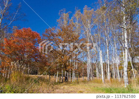《秋の高原・美しい白樺林》【日和田高原】岐阜県高山市高根町 113762580