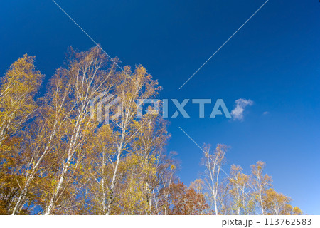 《秋の高原・美しい白樺林》【日和田高原】岐阜県高山市高根町 《秋の高原・美しい白樺林》【日和田高原】岐阜県高山市高根町 113762583