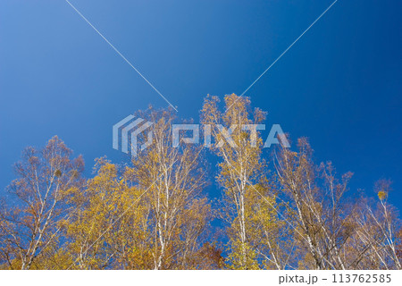 《秋の高原・美しい白樺林》【日和田高原】岐阜県高山市高根町 《秋の高原・美しい白樺林》【日和田高原】岐阜県高山市高根町 113762585