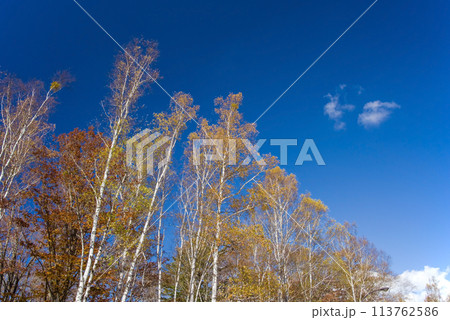 《秋の高原・美しい白樺林》【日和田高原】岐阜県高山市高根町 113762586