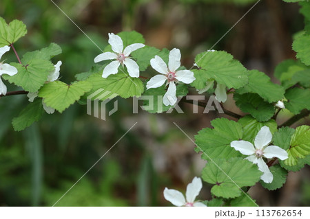 春に咲く真っ白な花、ニガイチゴ 春に咲く真っ白な花、ニガイチゴ 113762654