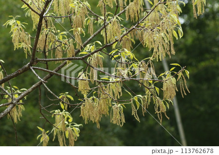 里山の春に咲く、クヌギの花 里山の春に咲く、クヌギの花 113762678
