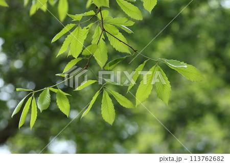 コナラの新芽 113762682