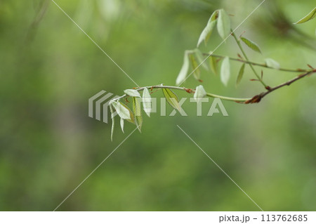 コナラの新芽 コナラの新芽 113762685