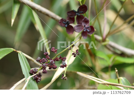 荒れた山野に生えるツル植物、アケビの花 荒れた山野に生えるツル植物、アケビの花 113762709