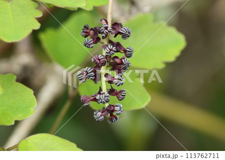 荒れた山野に生えるツル植物、アケビの花 113762711