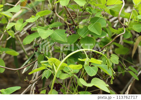 荒れた山野に生えるツル植物、アケビの花 113762717