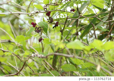 荒れた山野に生えるツル植物、アケビの花 113762718