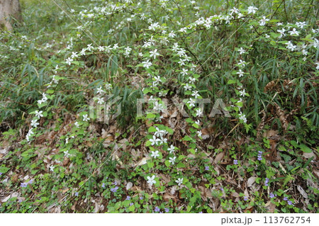 春に咲く真っ白な花、ニガイチゴ 113762754