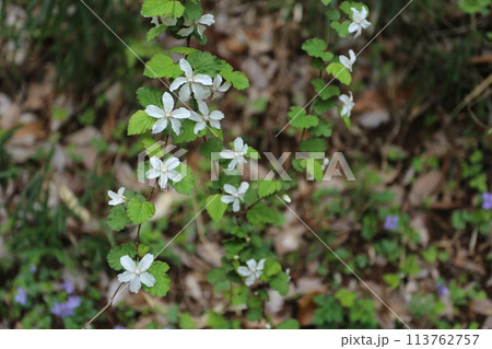 春に咲く真っ白な花、ニガイチゴ 春に咲く真っ白な花、ニガイチゴ 113762757