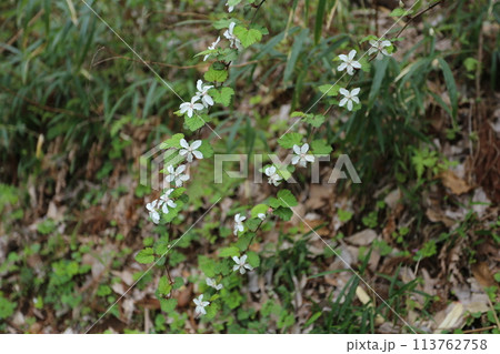 春に咲く真っ白な花、ニガイチゴ 113762758