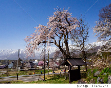 しだれ桜 白馬村 伝行山の徹然桜 しだれ桜 白馬村 伝行山の徹然桜 113762763