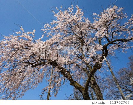 しだれ桜　白馬村　伝行山の徹然桜 113762765